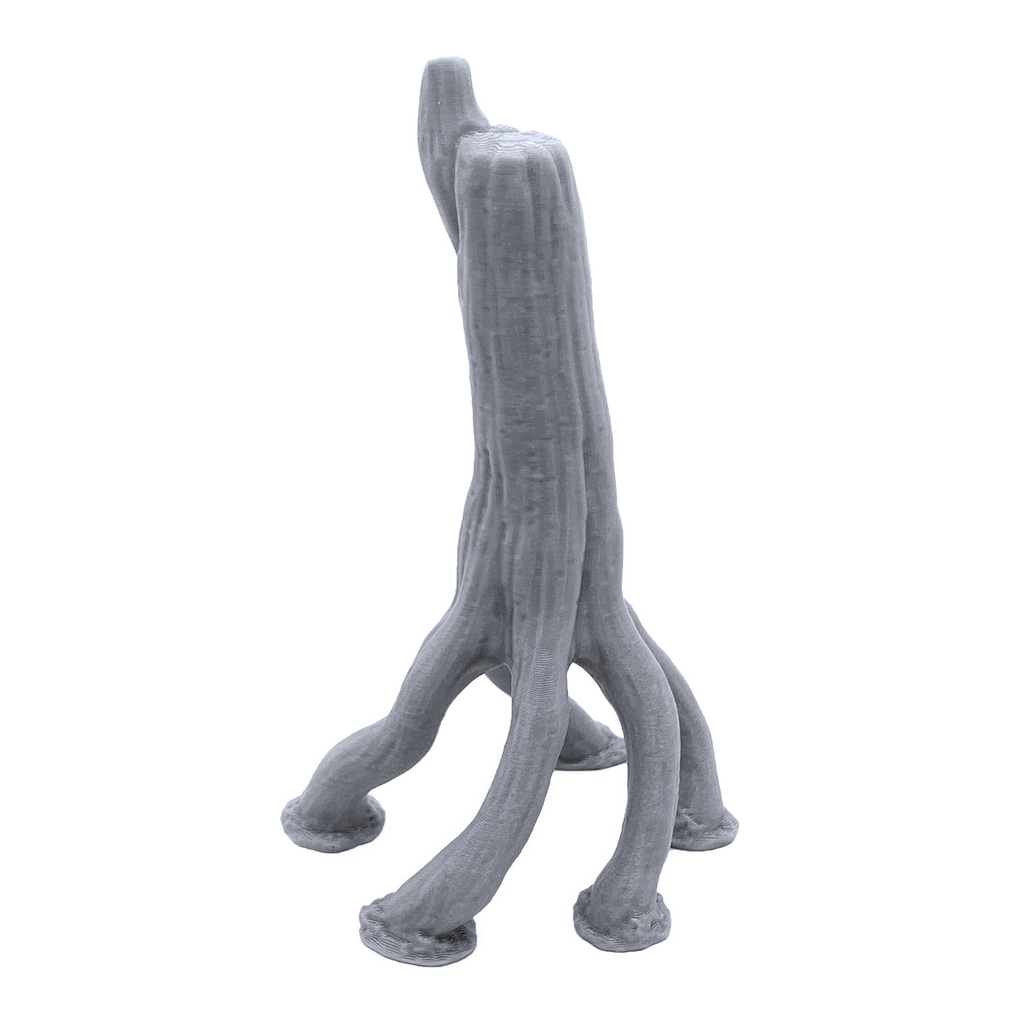 Winding Aerial Root Tree Trunks